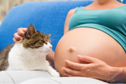 Toxoplasmosis: conoce cómo puede afectar a mujeres embarazadas y personas inmunodeprimidas