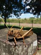 Senasa: capacitaciones y alertas por riesgo de langostas en el país