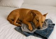 Si el perro descansa sobre tu ropa, castigarlo es la peor solución