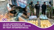 La can antidroga 'Lía' detecta marihuana oculta en trufi interprovincial