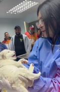 Nacieron los primeros 2 leones blancos de Venezuela