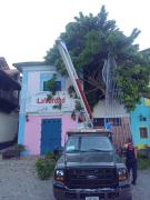 Cae árbol sobre La Verdad de Vargas