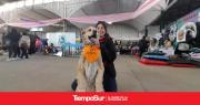 Más de 30 castraciones en la 9° Expo Animal de la Municipalidad