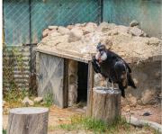 Cóndor que iba a ser liberado en Tupiza retorna a La Paz después del accidente ocurrido en esta jornada