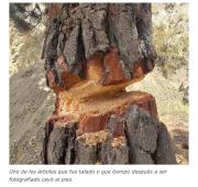 Ya son 5 los árboles que han sido talados en Achumani