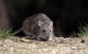 Bariloche: confirman la muerte de un hombre por hantavirus