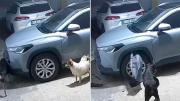 Video: perros callejeros destrozaron un auto persiguiendo a un gato