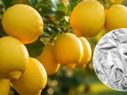 Limonero sano: el truco del papel de aluminio que muchos recomiendan y por qué funciona