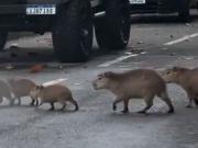 Fabuloso video: todo el tránsito se detuvo para que cruce una familia de carpinchos