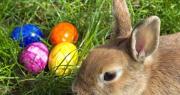 Semana Santa: ¿De dónde viene el conejo de Pascua? El verdadero origen que pocos conocen