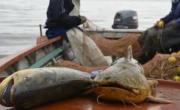 Suspenden por un año la exportación de pescado en Santa Fe: cuáles son las razones