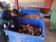 Cochrane Recicla: Más de 1.500 kilos de residuos fueron recuperados tras las fiestas patrias