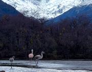 Inédito avistamiento de flamencos en delta de río Mayer