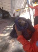 Rescate de un gavilán atrapado con un nylón en un árbol en Los Ruices, municipio Sucre, Miranda