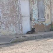 Denuncian presunto maltrato contra un perrito en Lomas del Valle 2