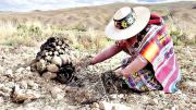 ¿Qué pasa con las papas nativas en la región andina de Cochabamba?