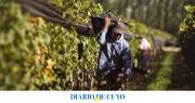 Crisis vitivinícola: reconvertir viñedos puede costar hasta 30.000 dólares la hectárea