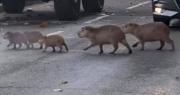 Video: Familia de capiguaras para el tráfico al cruzar una transitada avenida