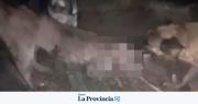 Repudio en Jáchal: habrían atado a un puma para que perros lo atacaran