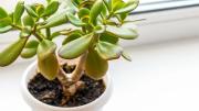 Árbol de jade: por qué ponerle ajo en el sustrato en primavera