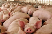 Productores porcícolas temen falta de abastecimiento en fin de año