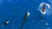 Pelea entre orcas y tiburón blanco sorprende a científicos por su rareza