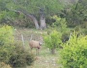 El huemul Newenche volvió a cruzar la Ruta 40 y refuerzan el monitoreo en la zona norte del Nahuel Huapi