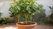 Cómo cuidar un árbol de palta en maceta para cosechar aguacates grandes y sabrosos