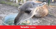 Rescataron un guanaco herido: será liberado cuando se recupere