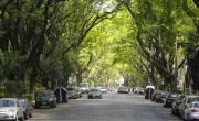 Túnel verde de árboles: esta es la calle más linda de Buenos Aires que es un oasis en la ciudad