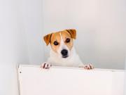 El motivo por el que tu perro te mira fijo, según expertos en conducta animal