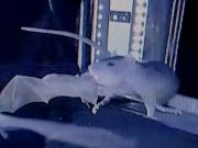Filman por primera vez a una rata cazando murciélagos en pleno vuelo