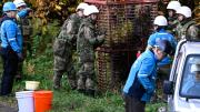 Japón envió tropas para frenar la ola de ataques de osos en zonas rurales
