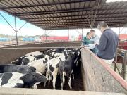 934 vaquillas serán enviadas a Malasia luego de cumplir cuarentena sanitaria en Linares