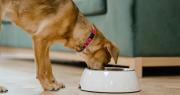 Nutrición por etapas: La clave veterinaria para prolongar la vida de perros y gatos