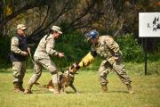 Efectivos De La VI División Del Ejército Se Capacitan Como Guías Caninos Para Reforzar La Seguridad En La Frontera Norte