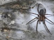 Como en El Señor de los Anillos: la revelación sobre las 111.000 arañas que viven en la telaraña más grande del mundo