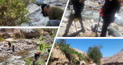El picaflor de Arica lo agradece: Plantan más de 400 árboles en camino a Las Peñas