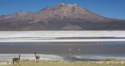 Salar de Surire: El tesoro del altiplano que clama por su protección en Arica y Parinacota