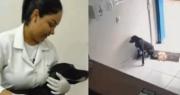 Conmovedor: Un perrito callejero herido llega a una veterinaria en busca de ayuda