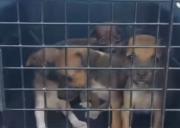 Rescatan a cuatro cachorritos recién nacidos abandonados en una caja de zapatos en las inmediaciones del Sahum -