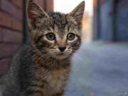 Envenenamiento masivo de gatos en Piñonal