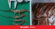Relevamiento de langostino en el Golfo San Jorge, aguas nacionales y litoral de Chubut