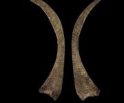 Hallan el cuerno de rinoceronte lanudo y revelan secretos de la Edad de Hielo