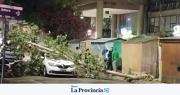 Una enorme rama cayó sobre un taxi en pleno centro de San Juan durante la lluvia