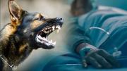 Perro con rabia deja 4 personas mordidas y 25 en seguimiento