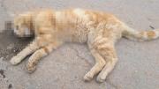 Vecinos denuncian envenenamiento masivo de gatos en Piñonal, Maracay