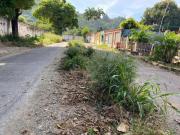 Calle Colina de San Mateo convertida en una jungla