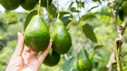 Árbol de palta: el truco para saber si un aguacate está verde o maduro antes de cosecharlo