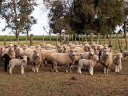 Magallanes concentró el 38% de la producción nacional de carne ovina